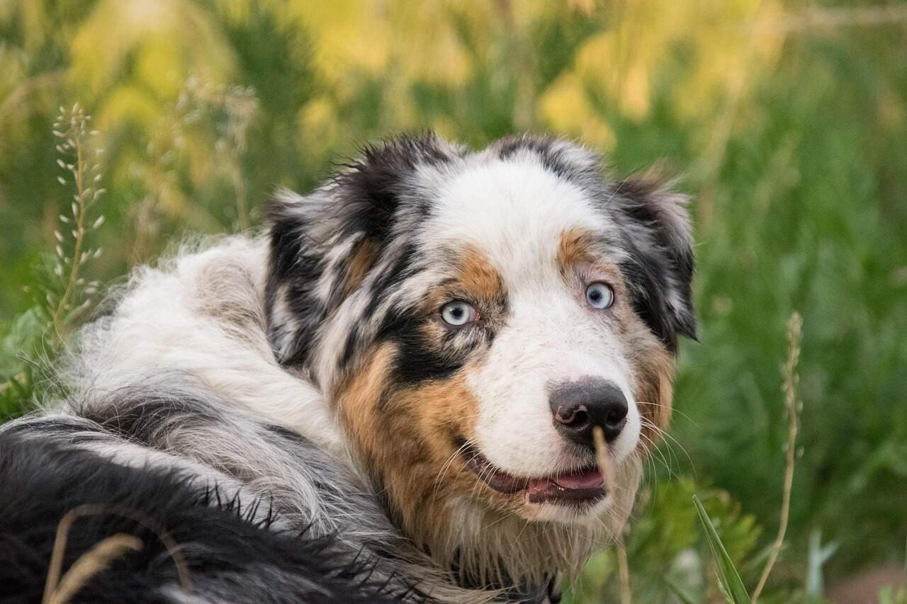 Miniature American Shepherd - exercise