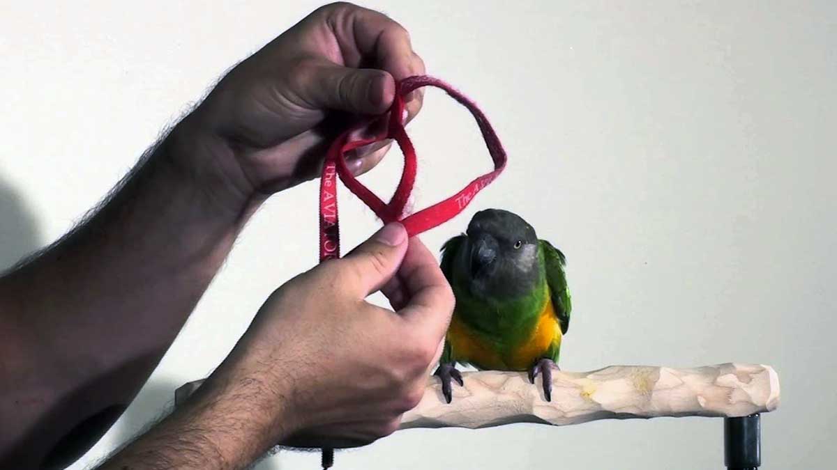 harness placed on parrot