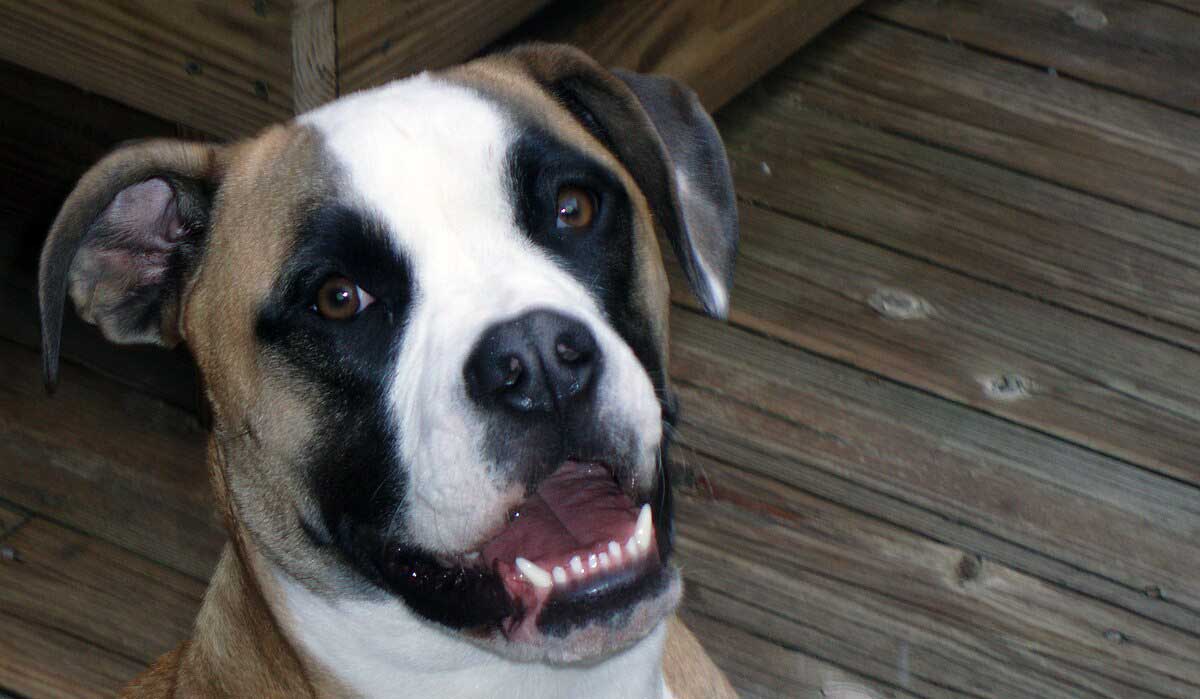 head profile of a young dog