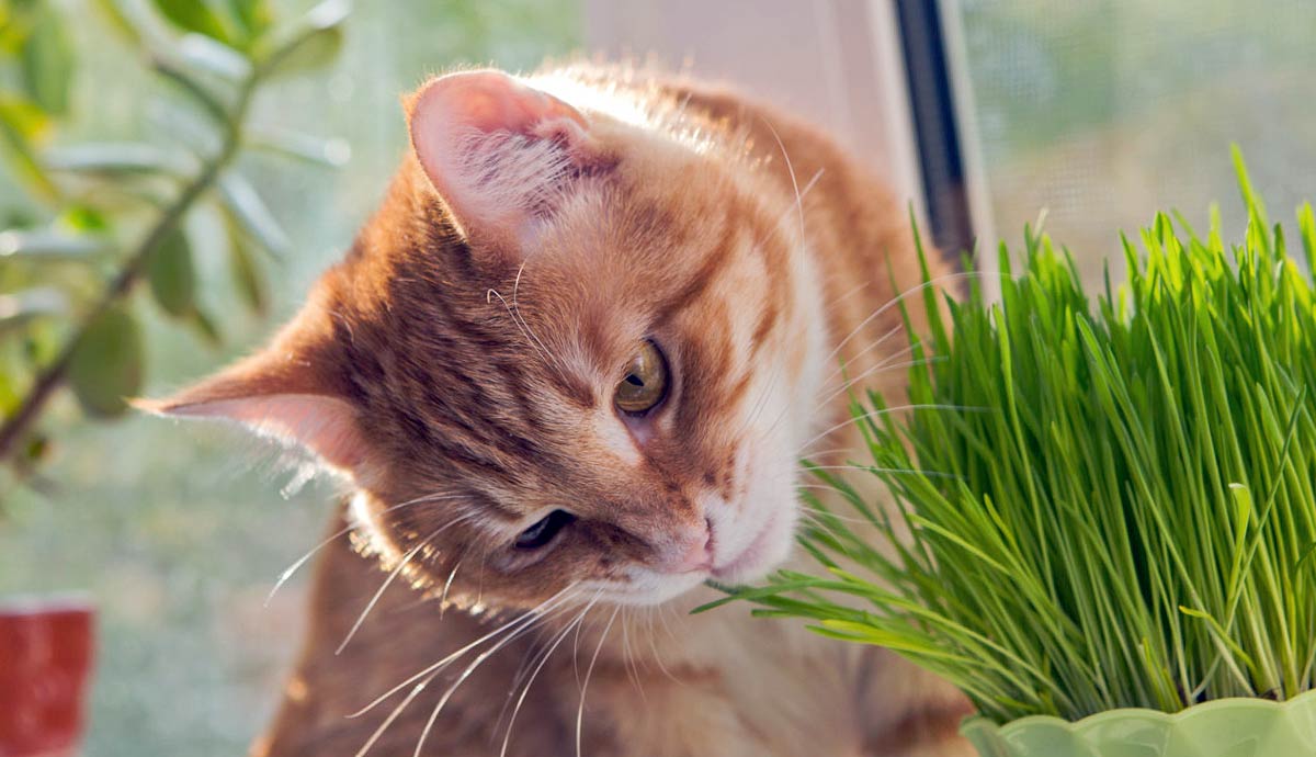 how does catnip work the science behind cat obsession