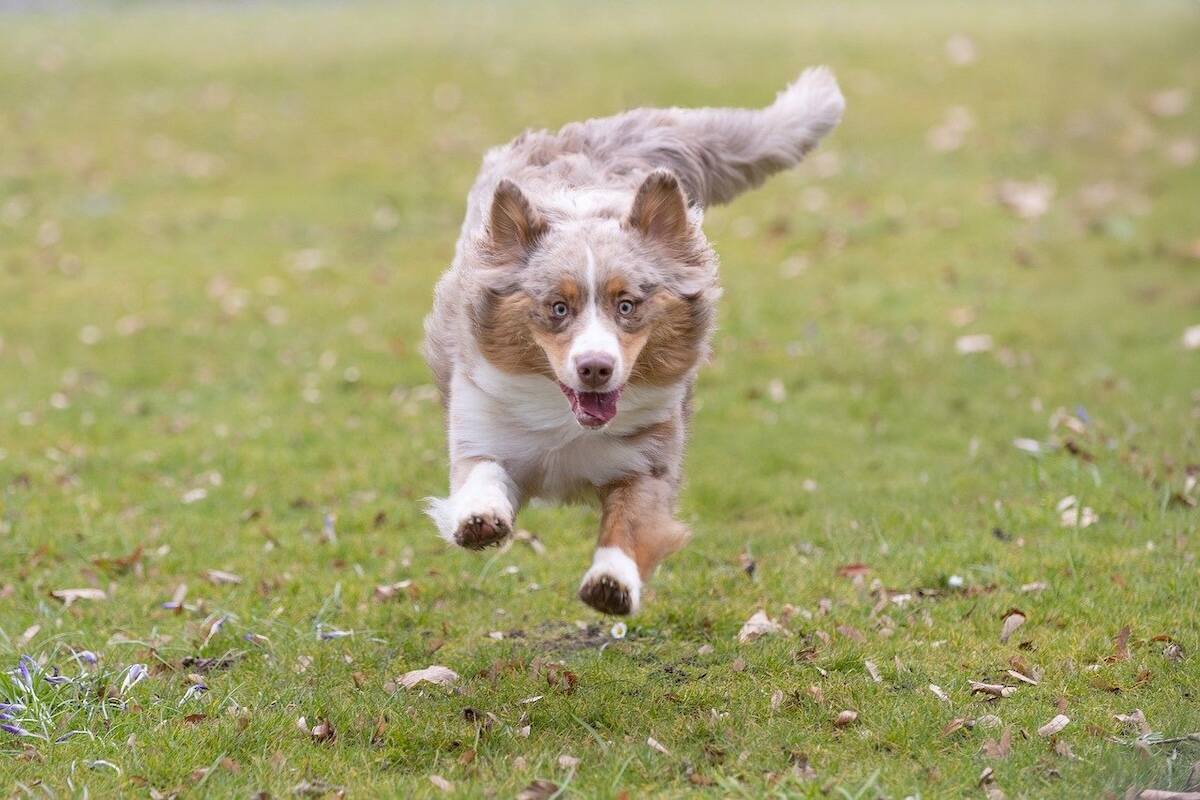 A mini American leaps towards the camera