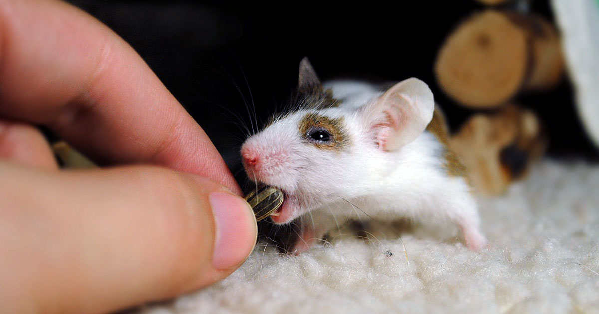 human feeding mouse