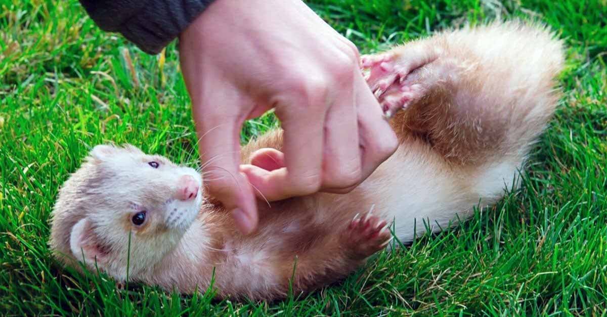 human tickles ferret