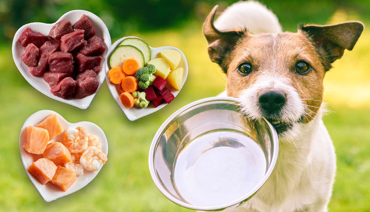 is expensive dog food always better
