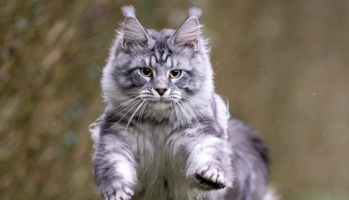 is the maine coon the largest domestic cat