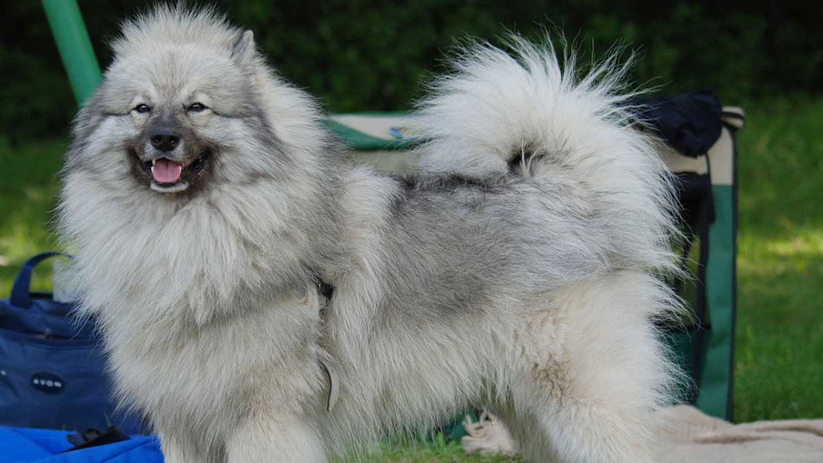 keeshond outdoors
