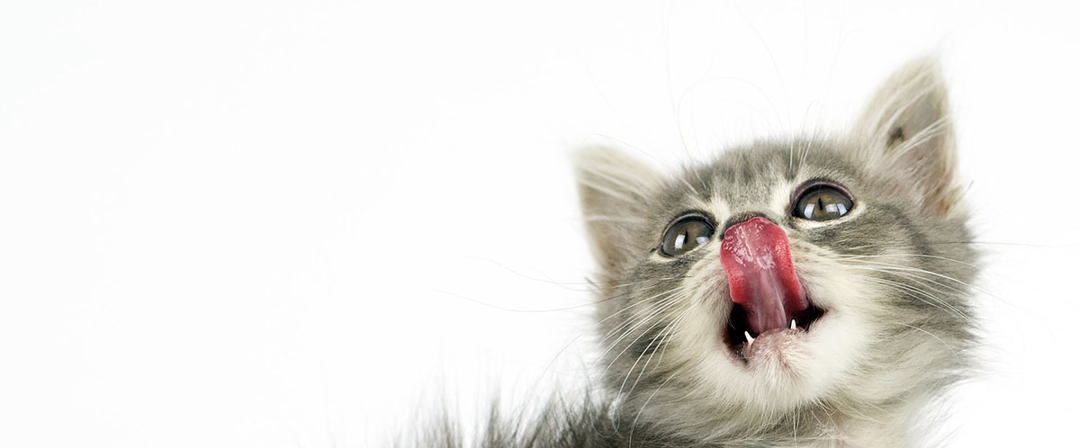 kitten licking nose