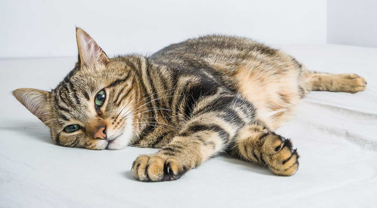 lazy cat lying on white sheet