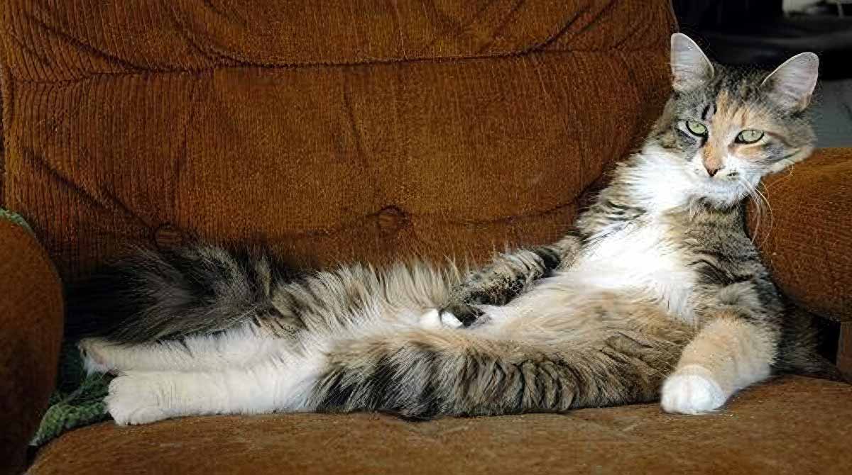 lazy cat on chair