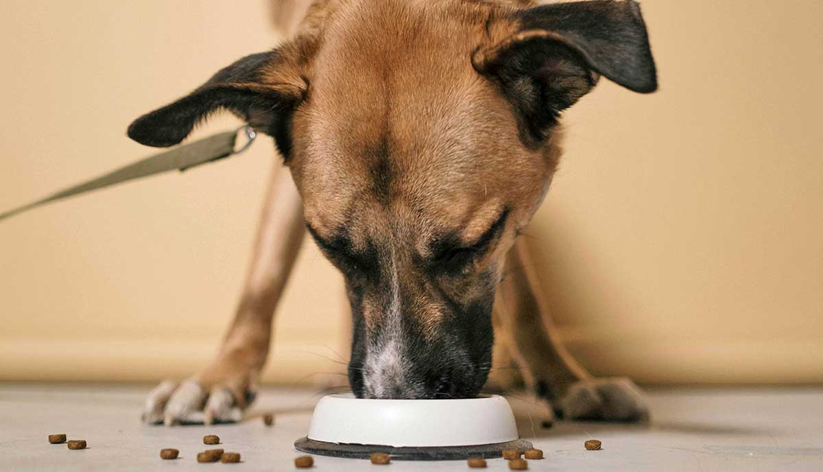 leashed dog eats from bowl
