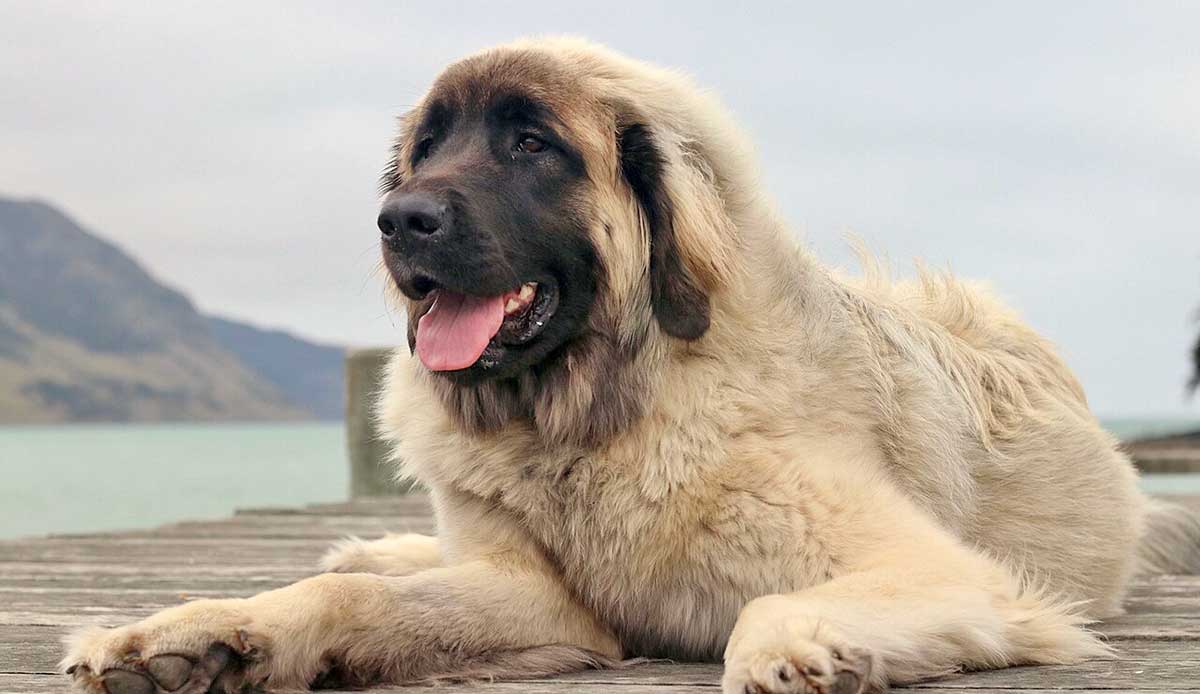 leonberger on beach