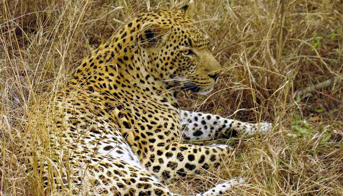 leopard camouflage