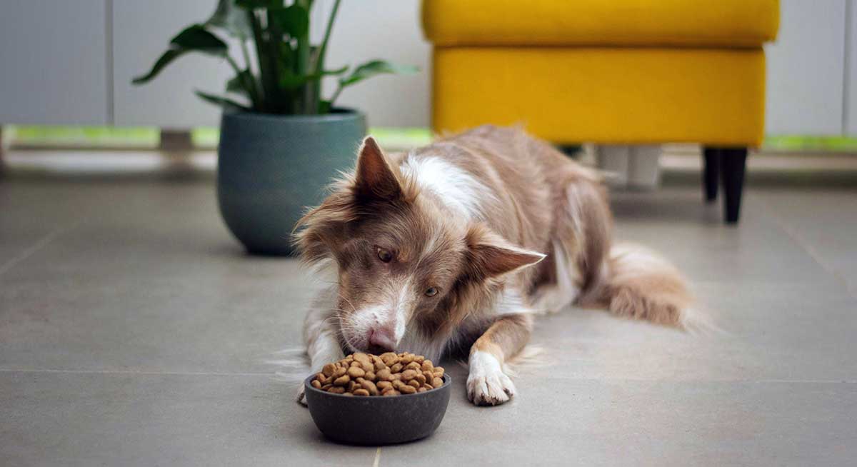 liver collie eyes food