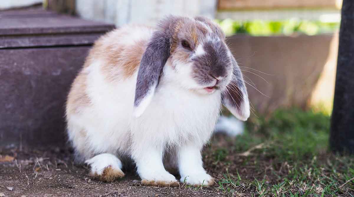 lop eared rabbit short