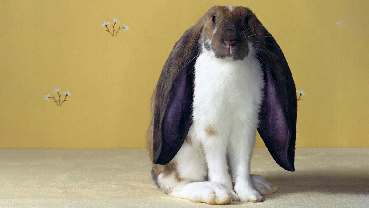lop eared rabbit