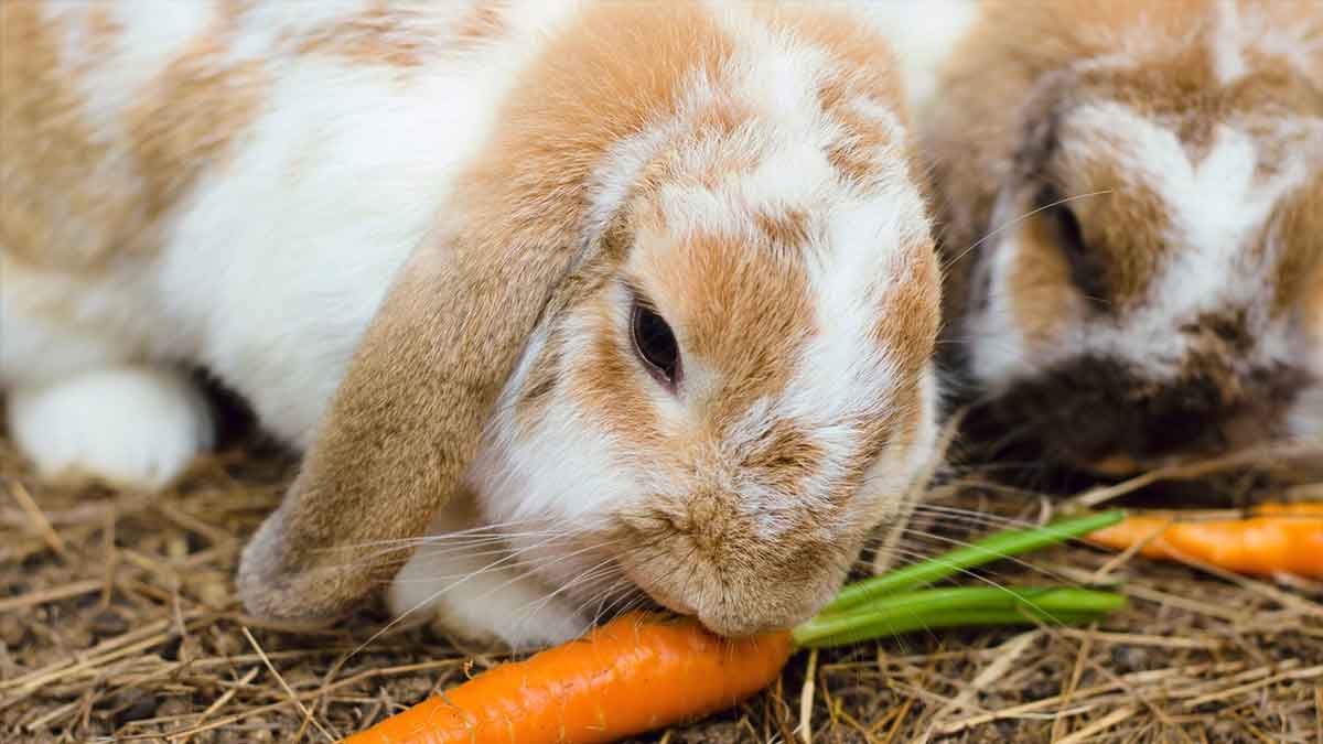 lops eating carrots