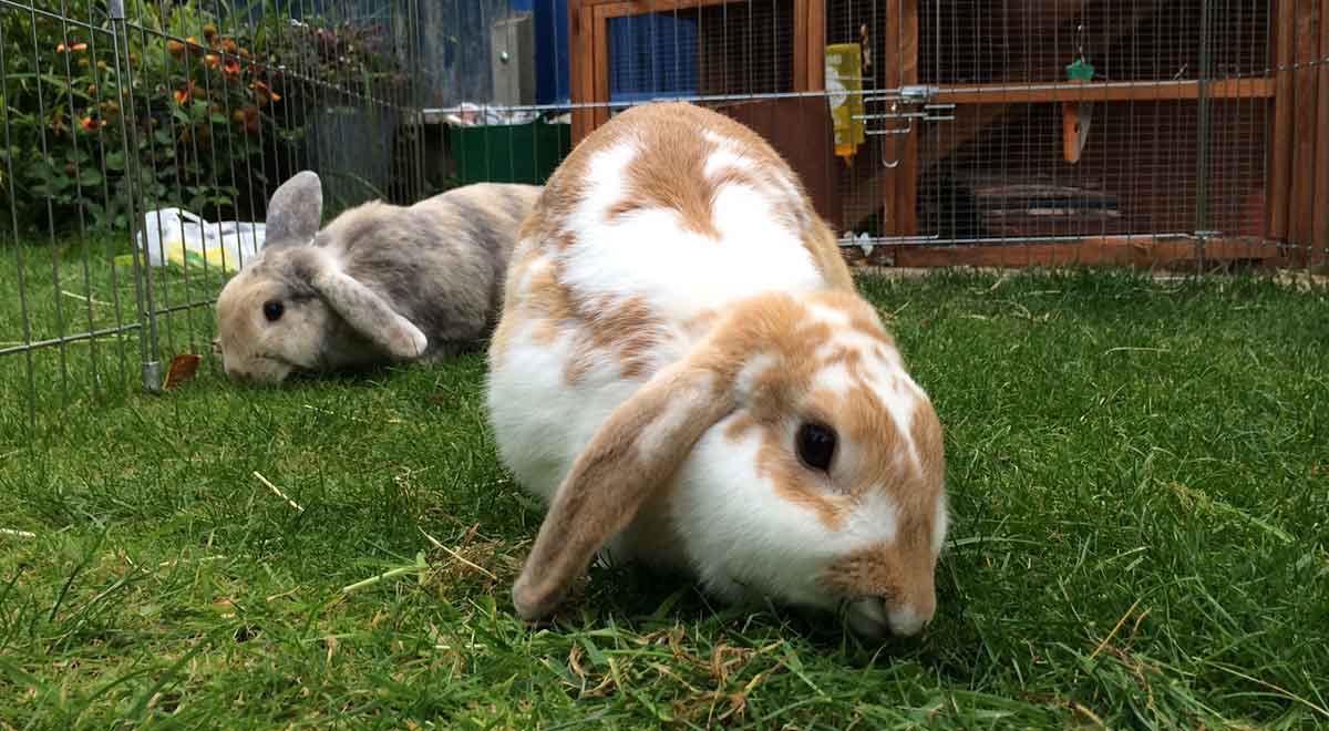 lops in outdoor hutch