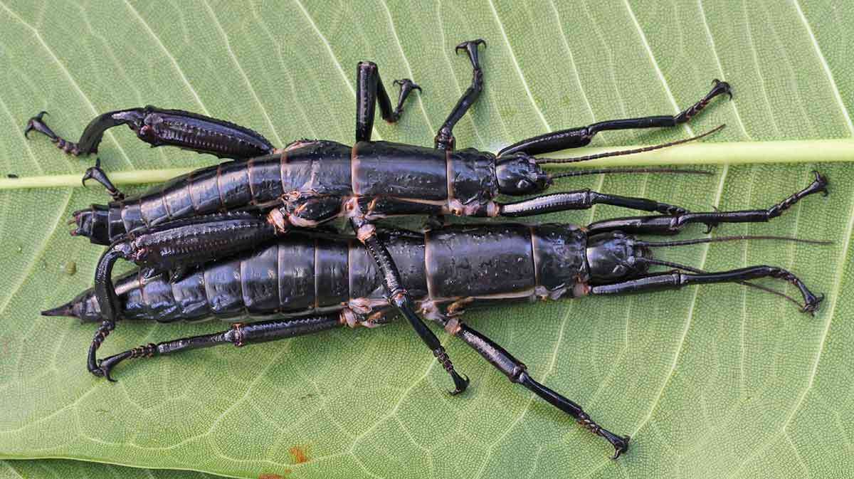 lord howe island stick insect leaf