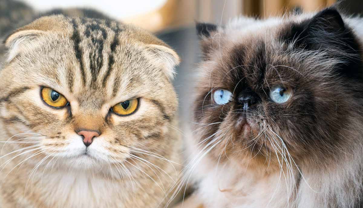meet these unique flat faced cat breeds