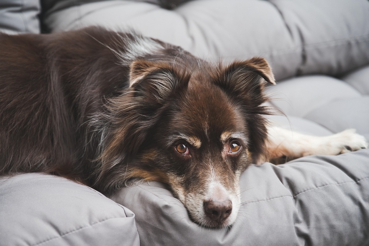 A miniature American shepherd lies on a grey sofa