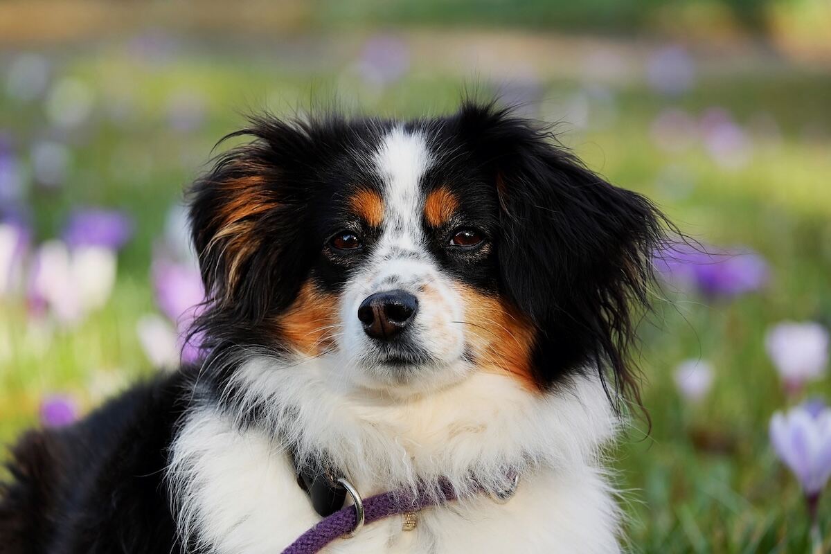 mini american shepherd health