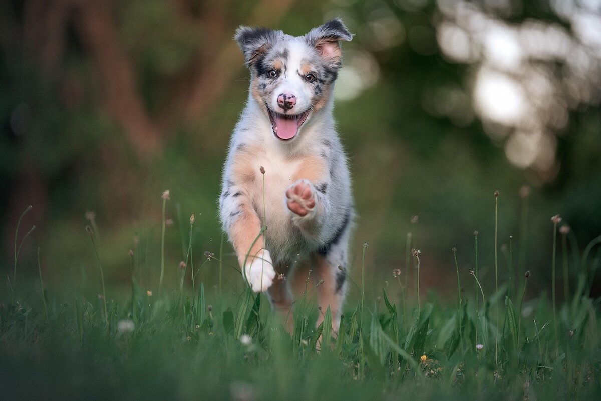 A mini American shepherd running through a field