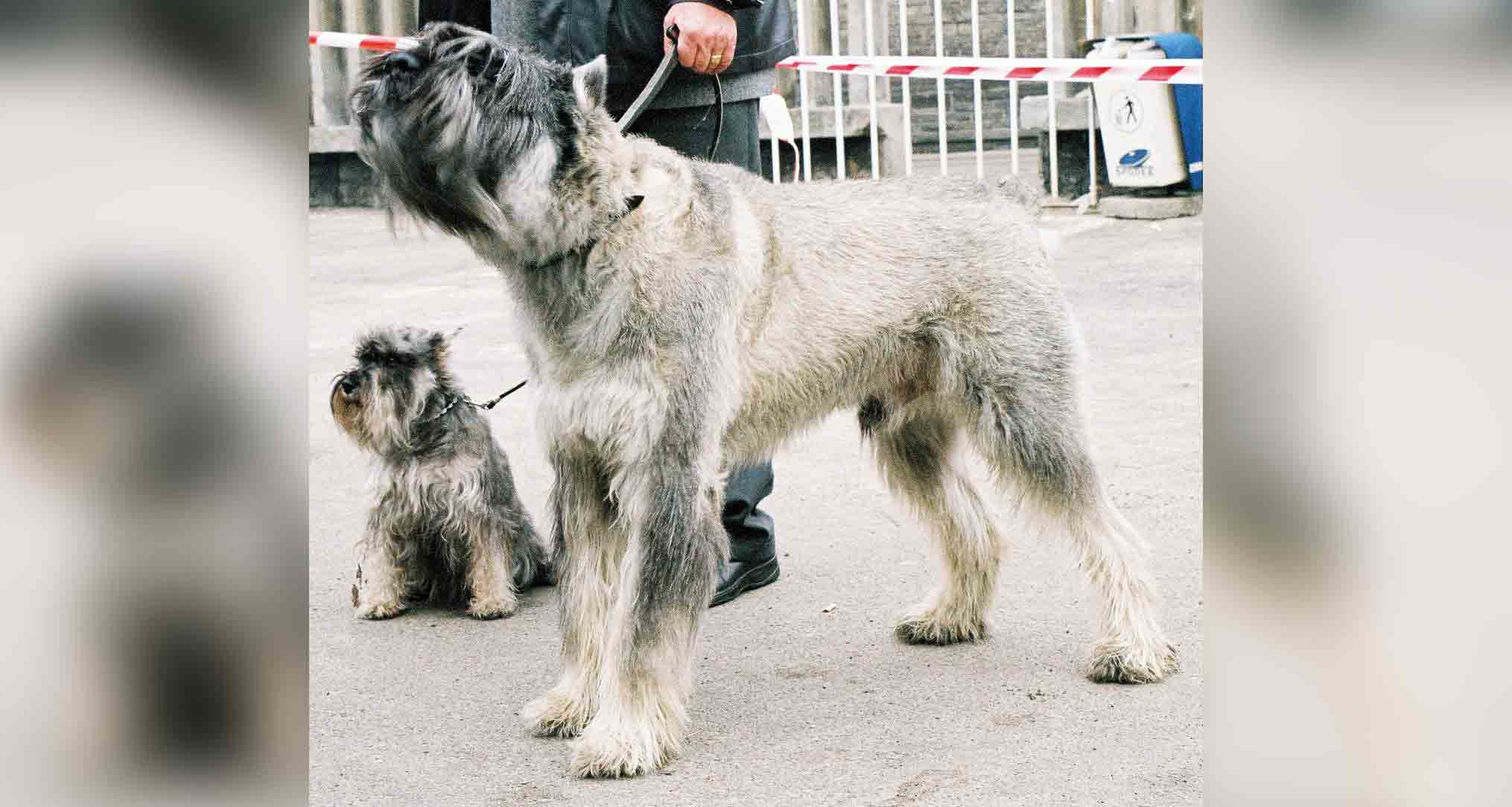 mini and giant schnauzer