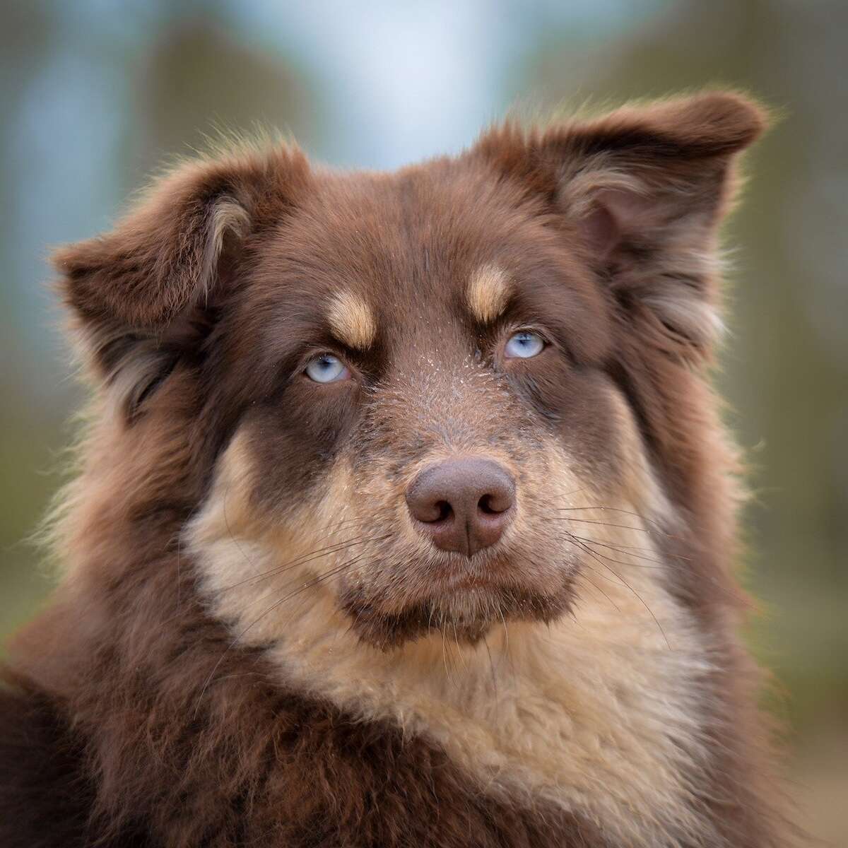 Miniature American Shepherd exercise needs