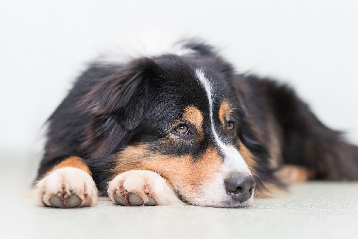 A miniature American shepherd rest calmly