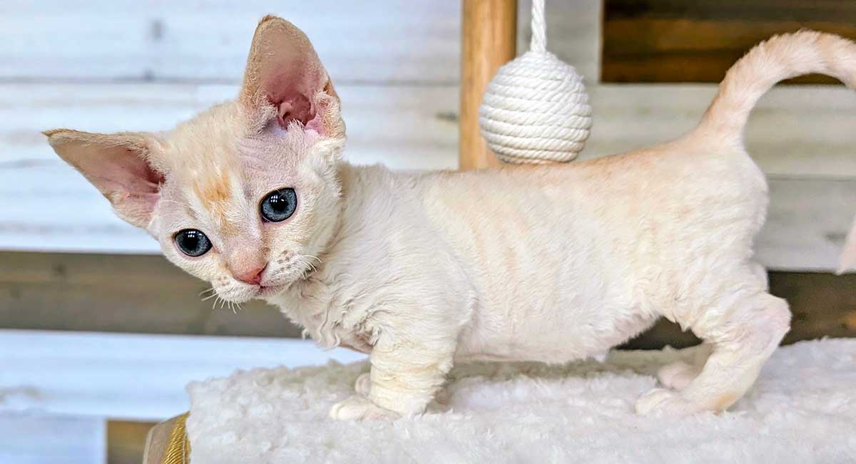 minksin kitten on edge of bed