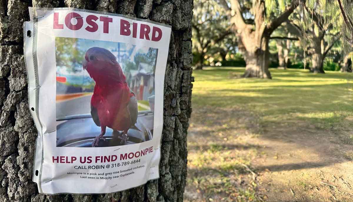 missing bird poster