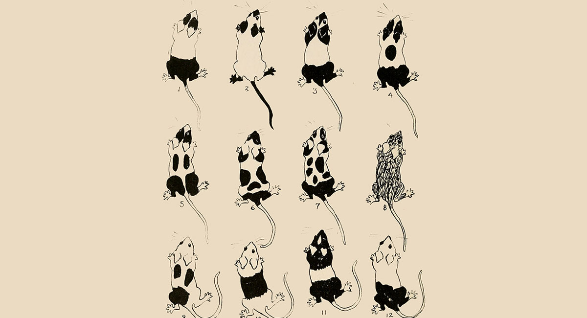 mouse coat patterns