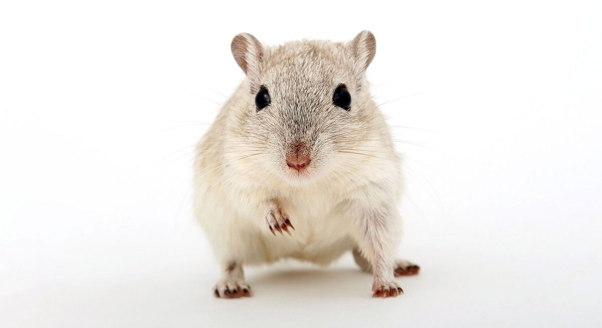 mouse sitting on floor