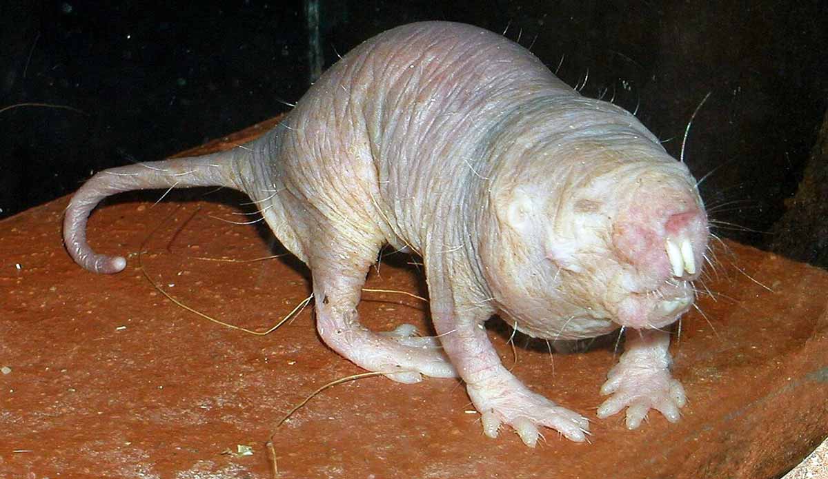 naked mole rat