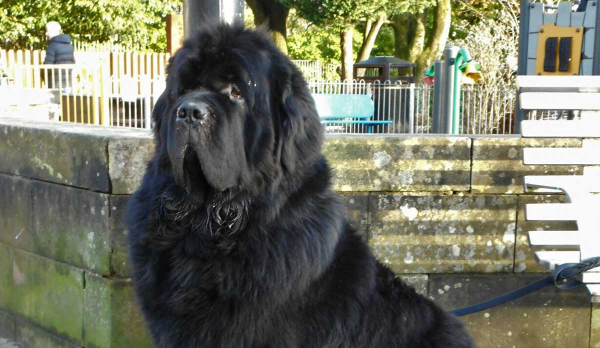 newfoundland