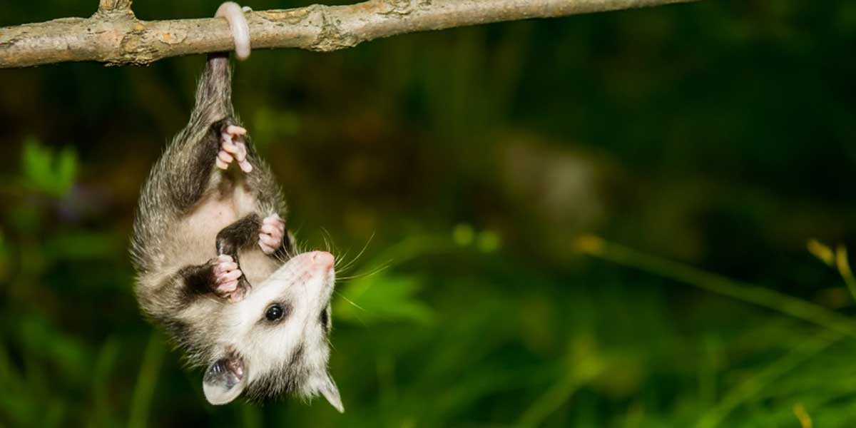opossum hanging upside down