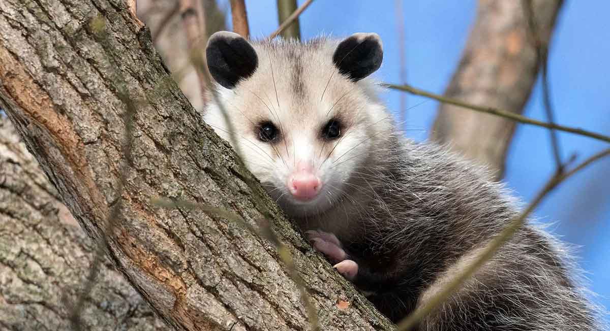 opossum on tree