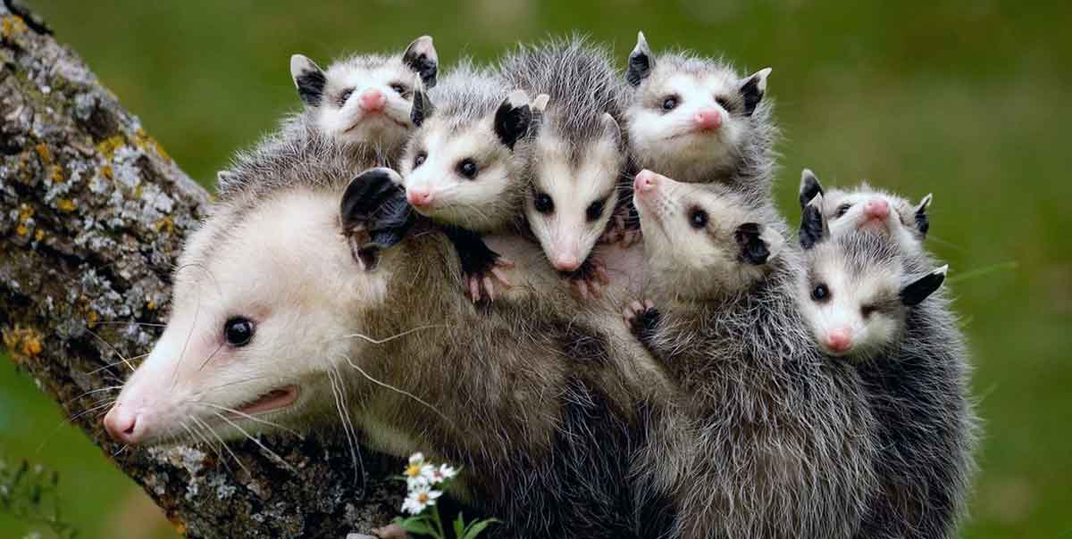 opossum with babies