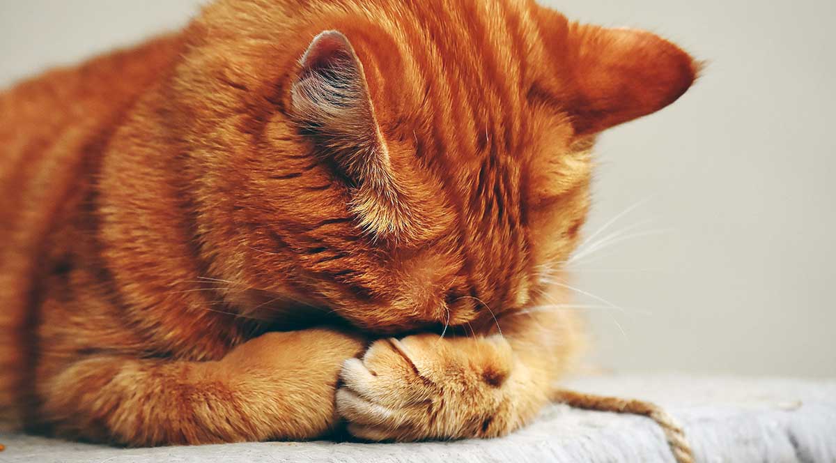 orange tabby head down pexels