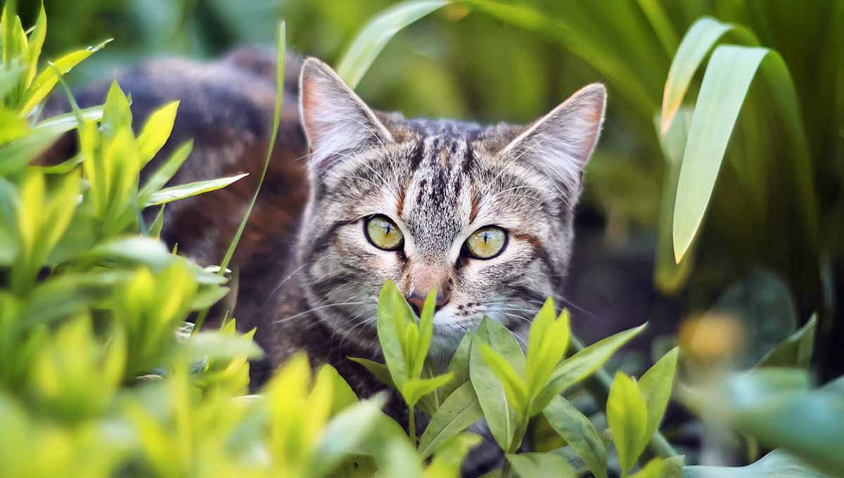 outdoor cat hiding