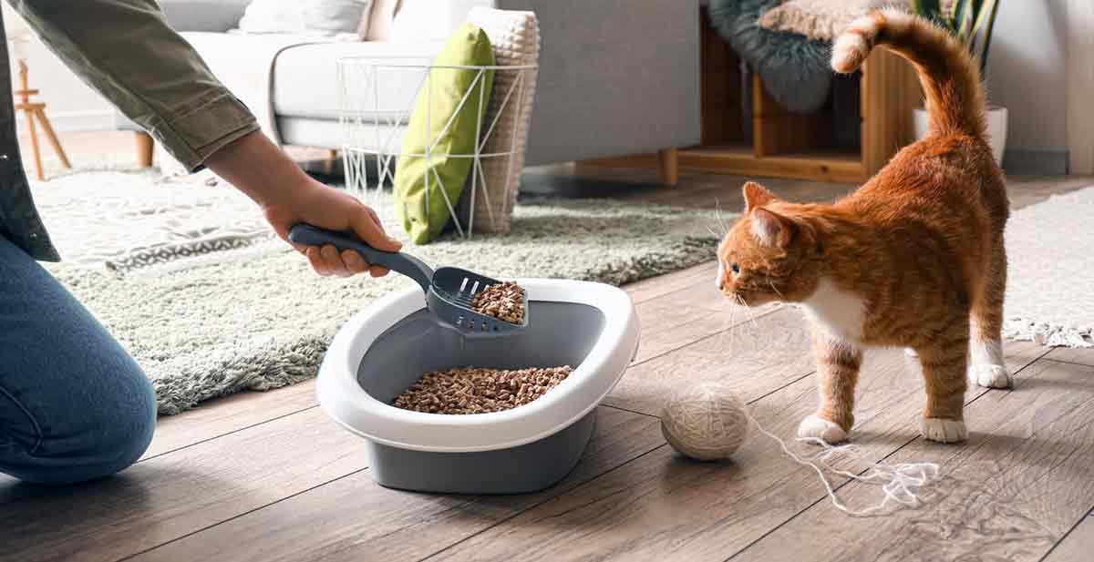 owner scooping cat litter
