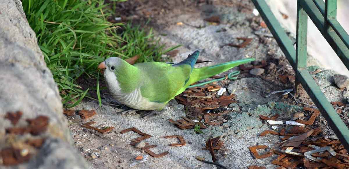 parrot in the wild