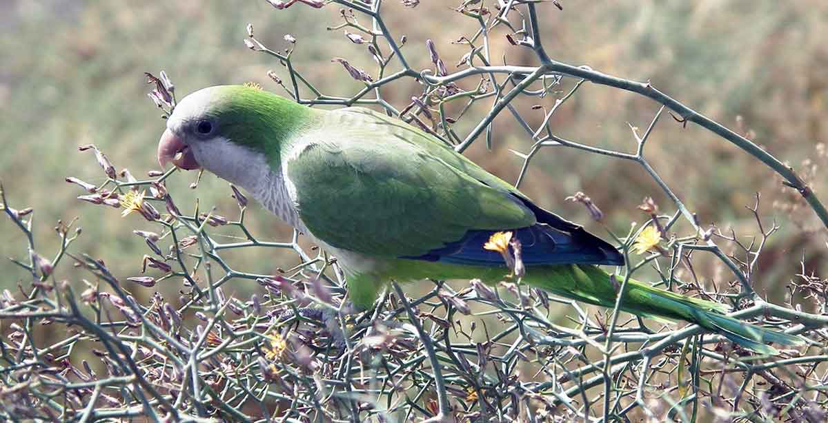 parrot on tree branch