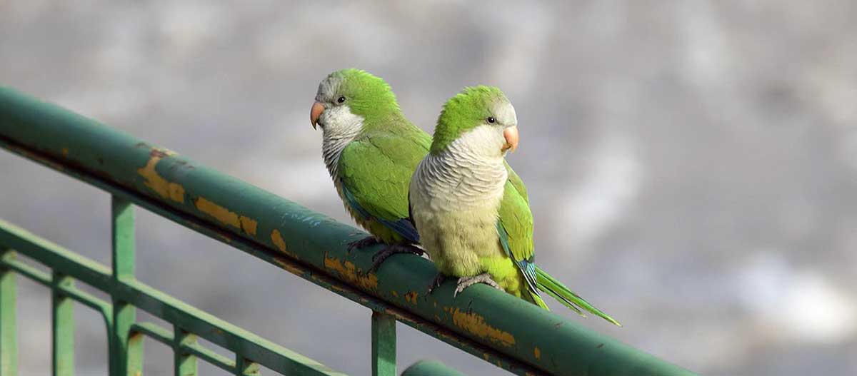 parrots on railing
