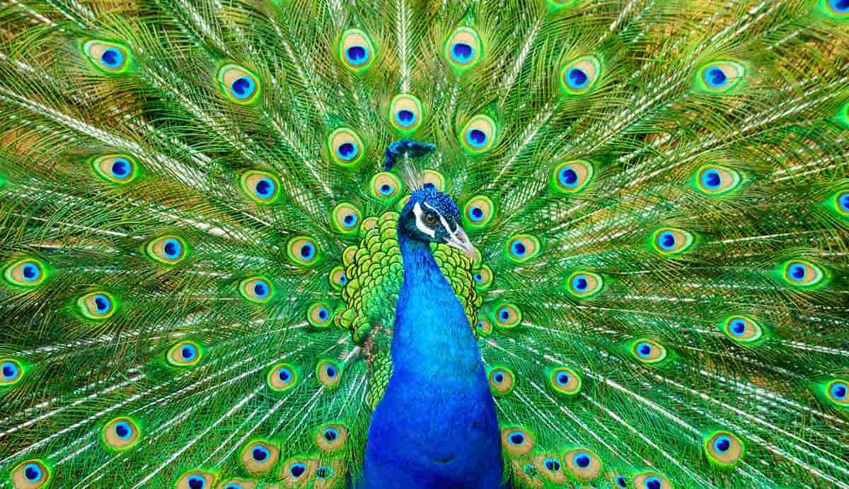 peacock feathers