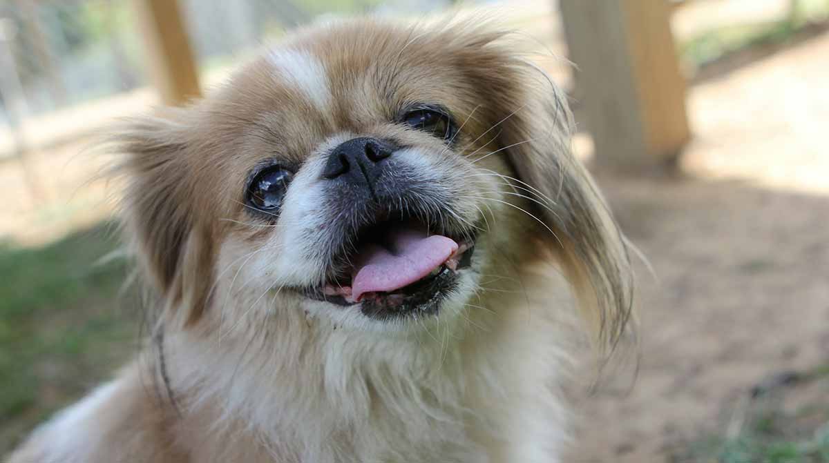pekingese smiling nature