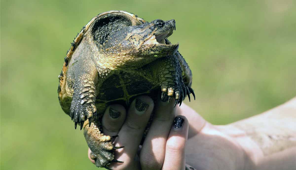 person holding snapping turtle