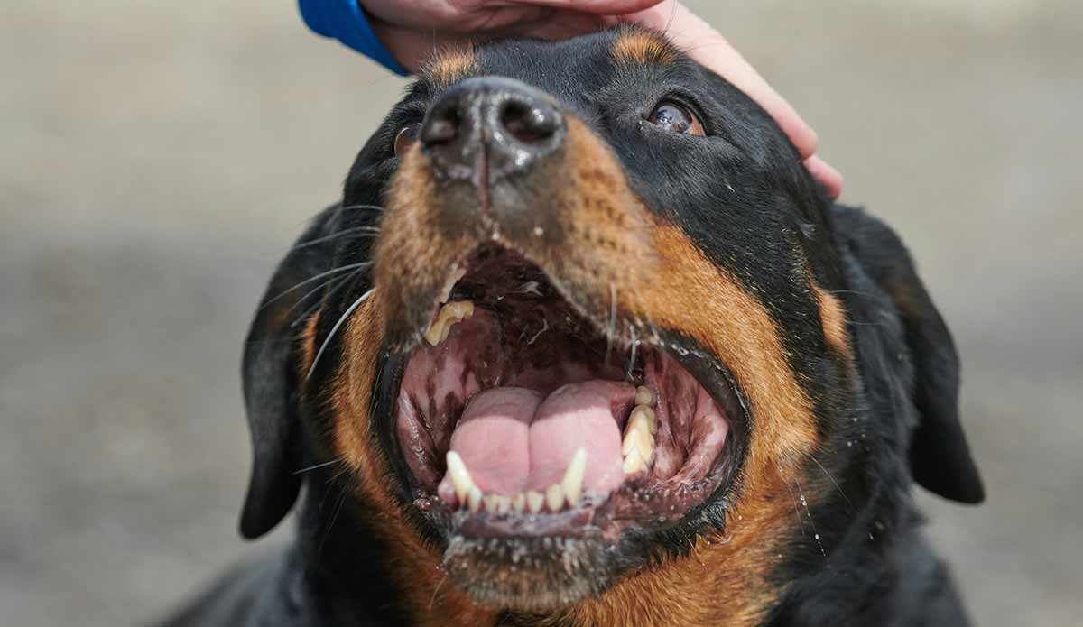 person petting rottweiler