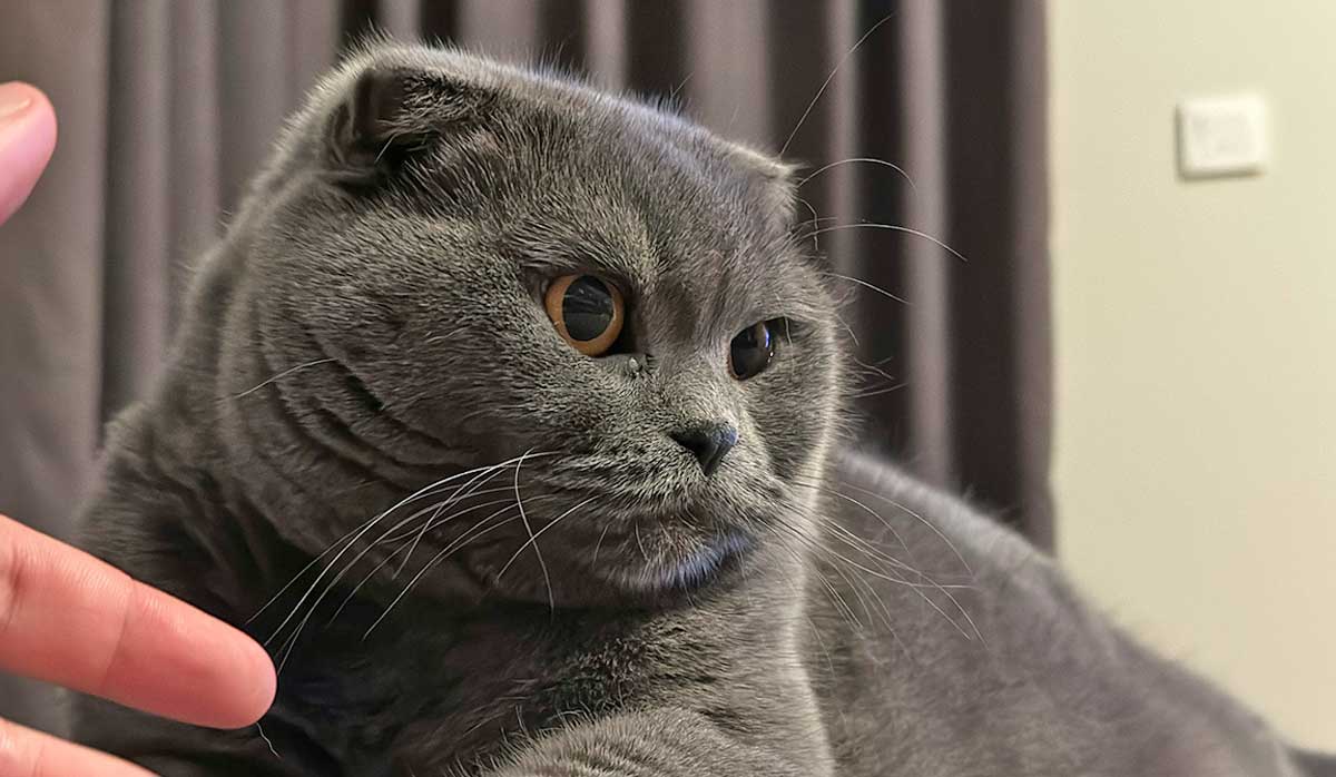 person reaching out to a scottish fold cat