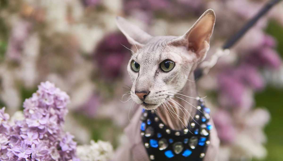 peterbald cat with bandanna around neck